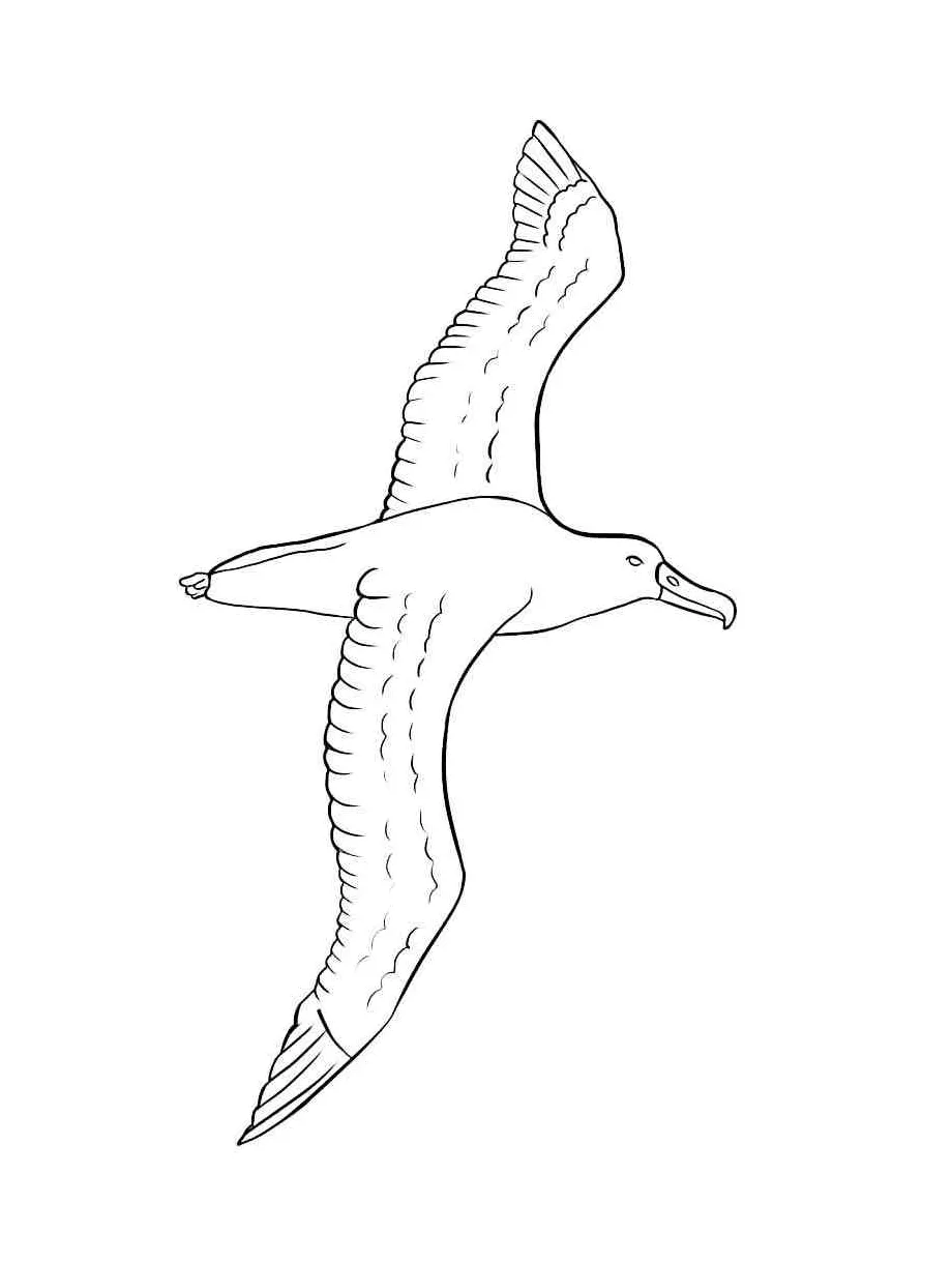 Albatross in flight coloring page