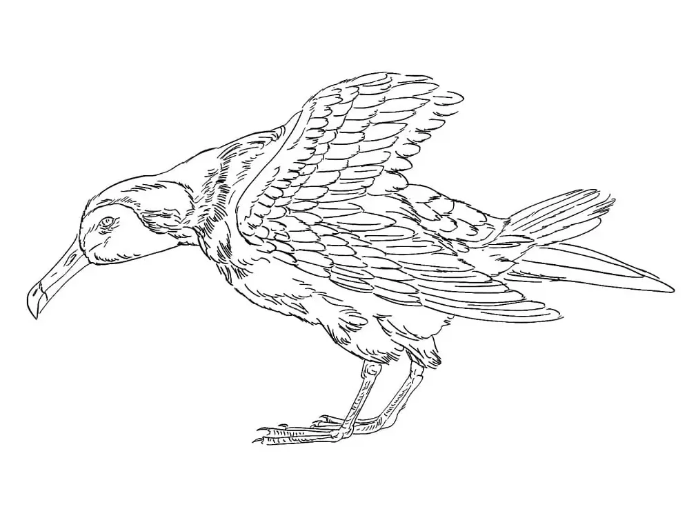 Albatross coloring page