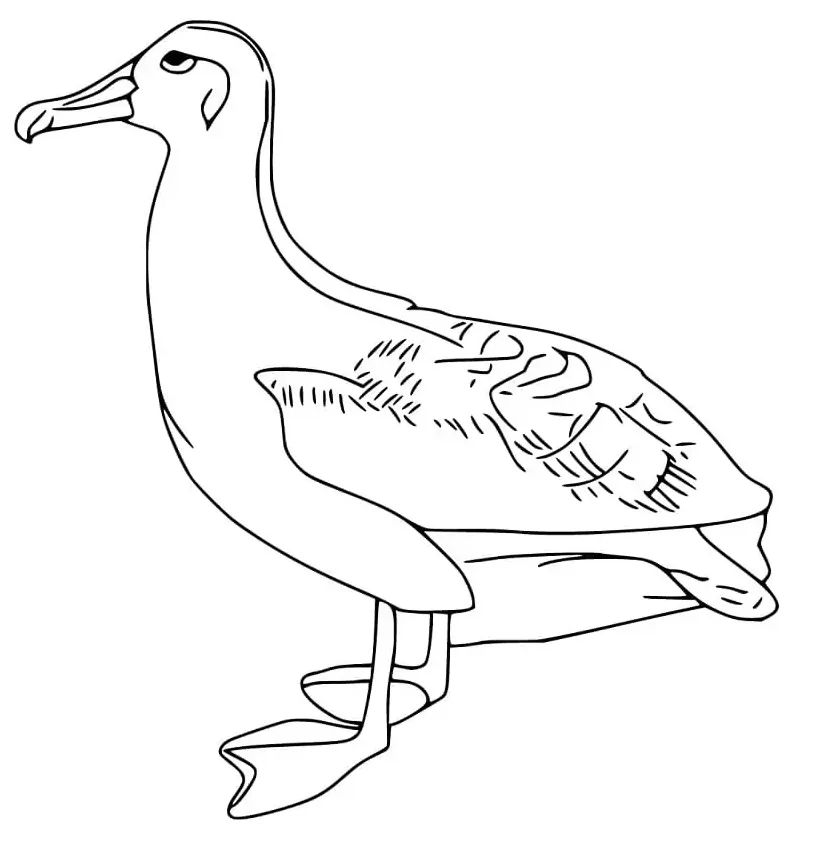 Albatross coloring page