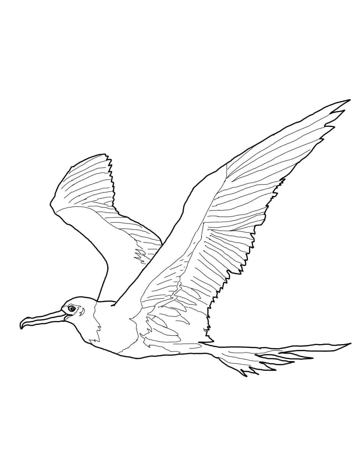 Albatross flying coloring page