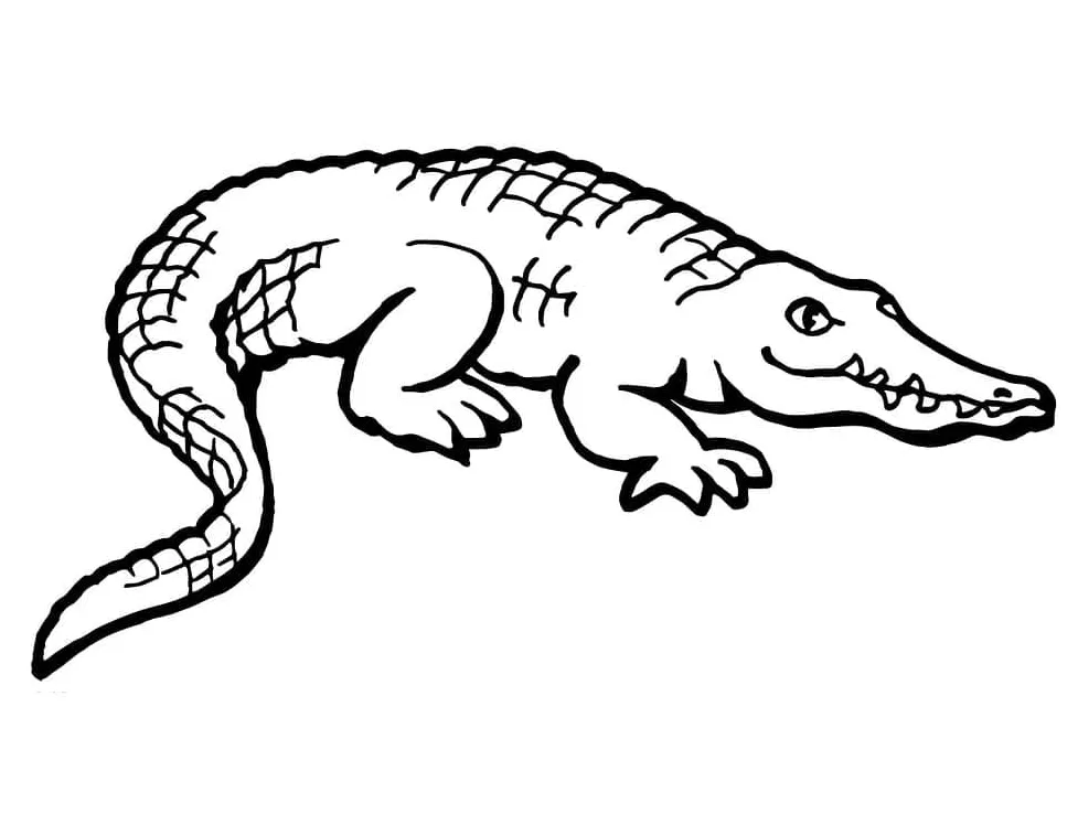 American Alligator coloring page - Download, Print or Color Online for Free