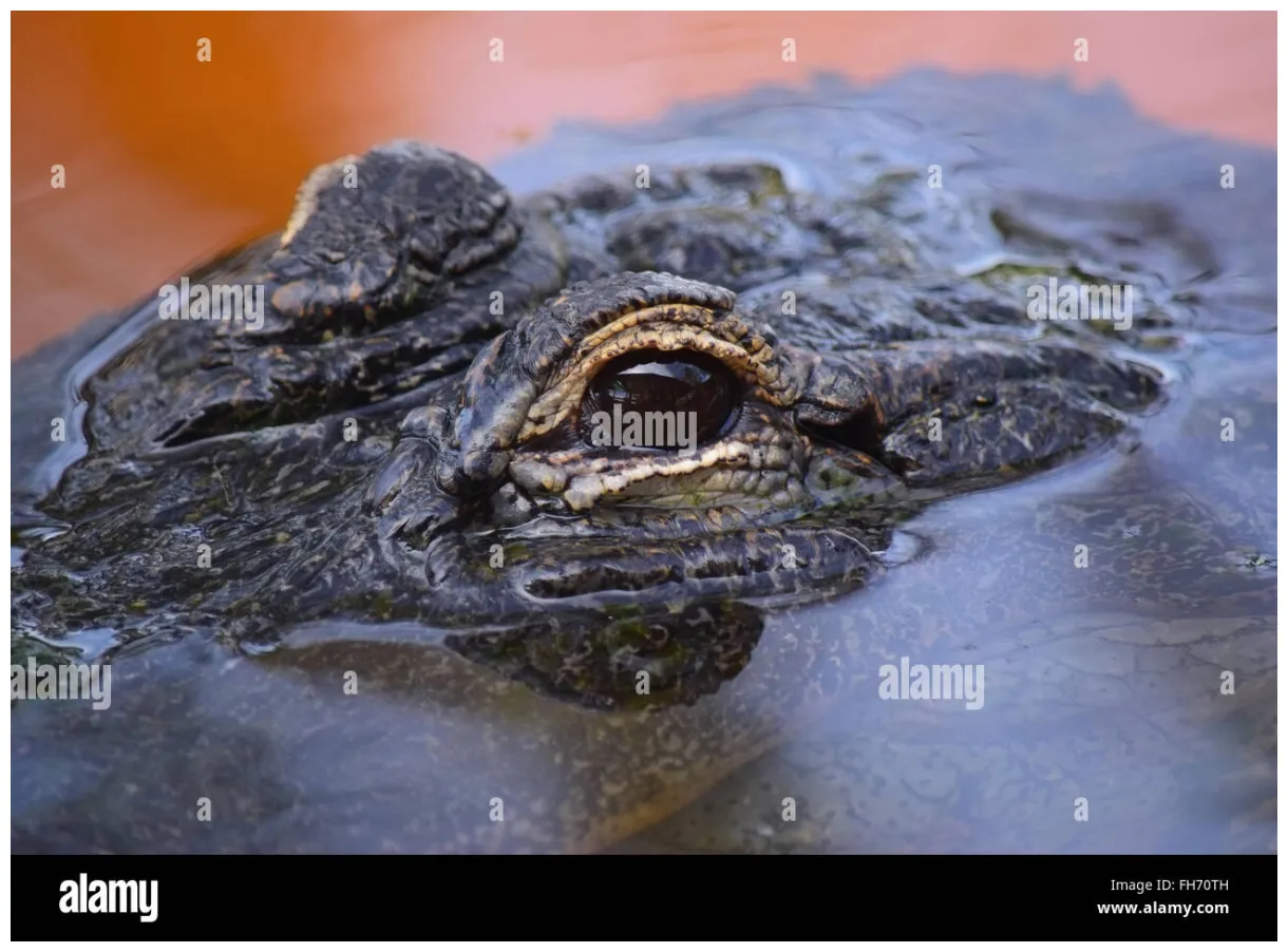 Alligator eyes above water alamy