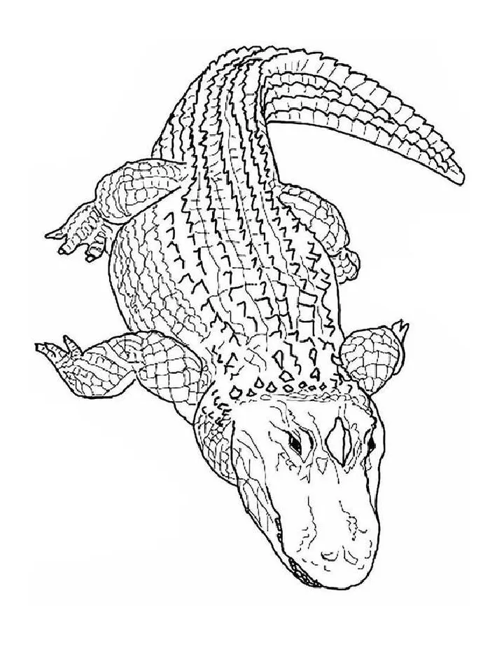 Alligator coloring pages free printable pdf
