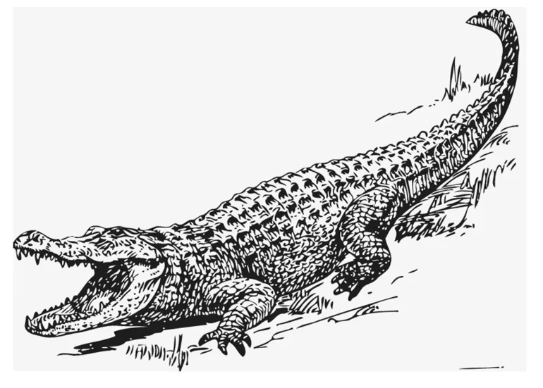 Coloring page alligator free printables img 13209