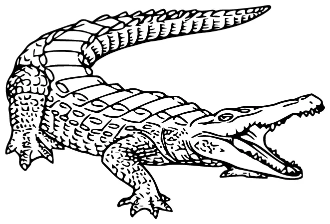 Alligator coloring pages 100% free, printable & fun
