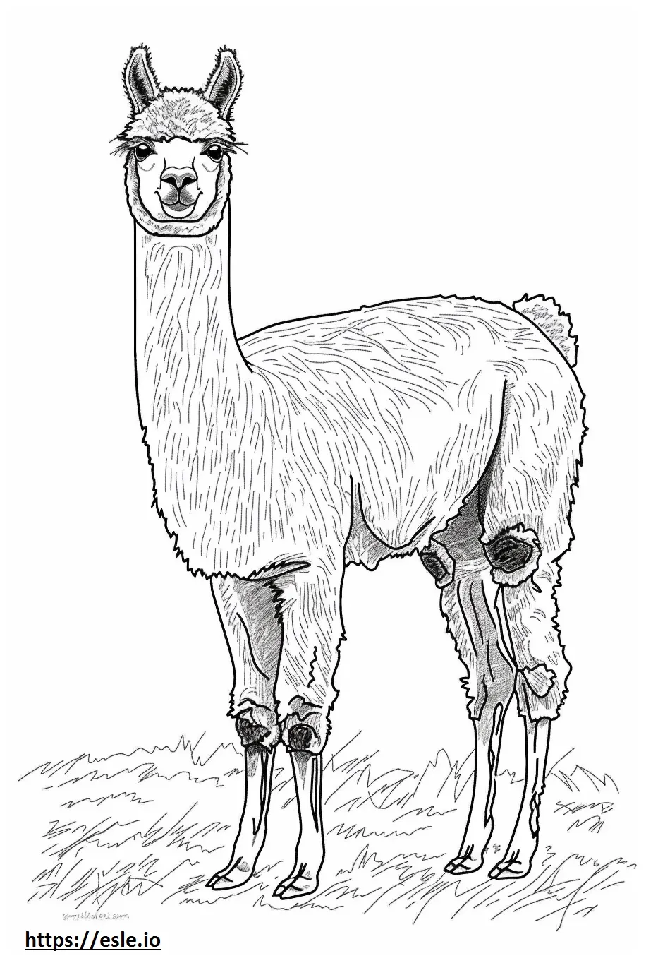 Alpaca playing coloring page