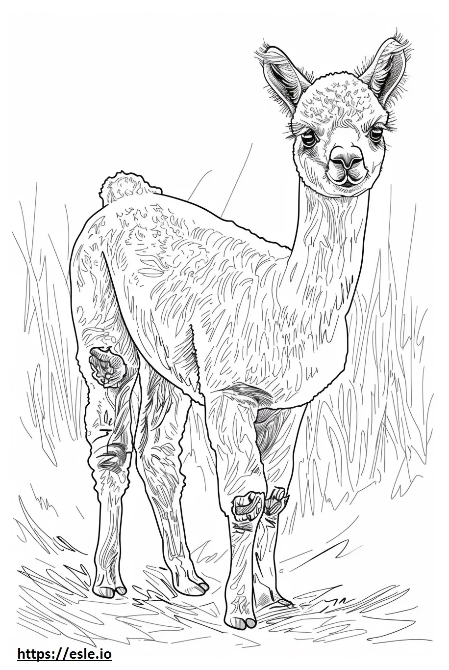 Alpaca baby coloring page