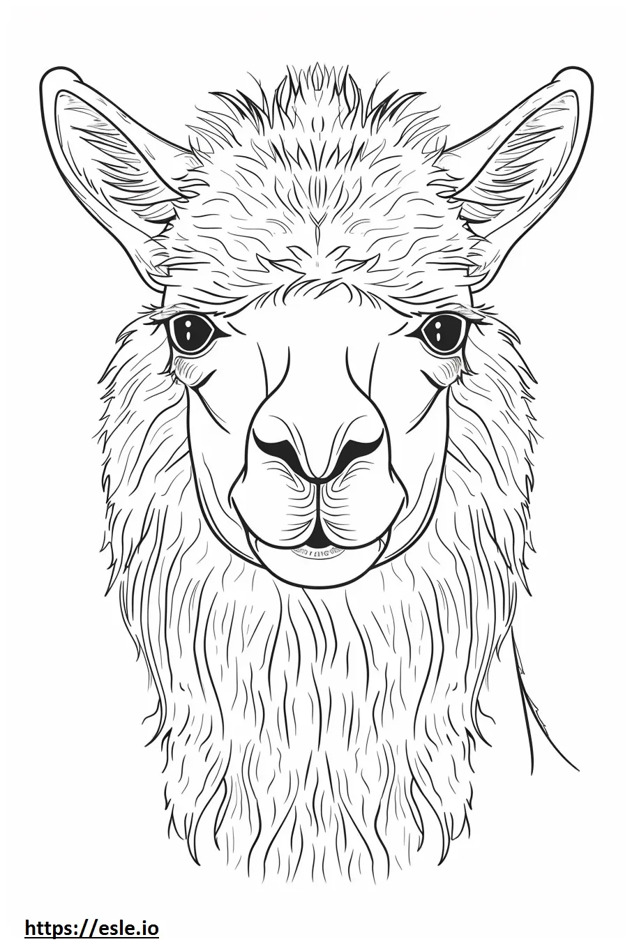 Alpaca face coloring page