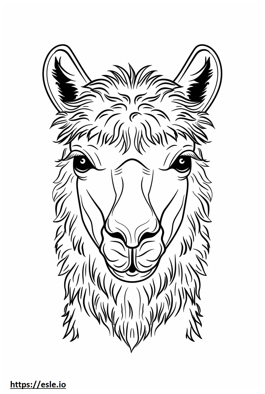 Alpaca face coloring page
