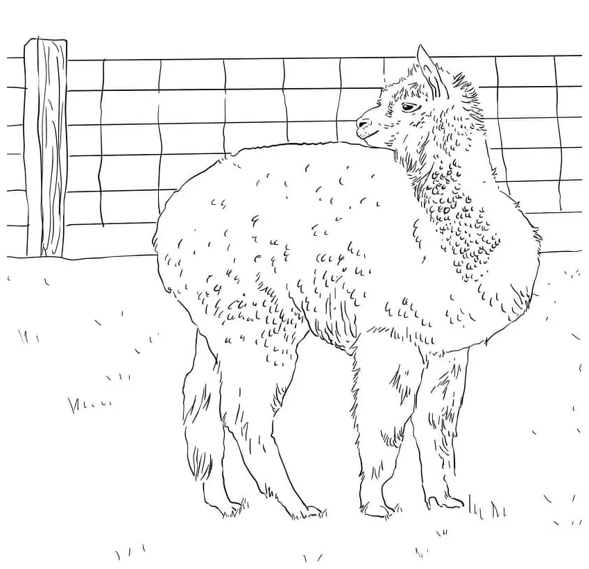 Cartoon alpaca coloring page free printable coloring pages for kids