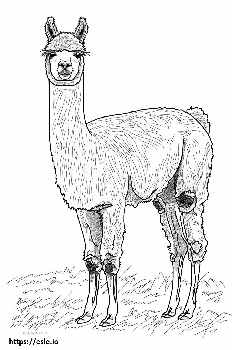 Alpaca playing coloring page