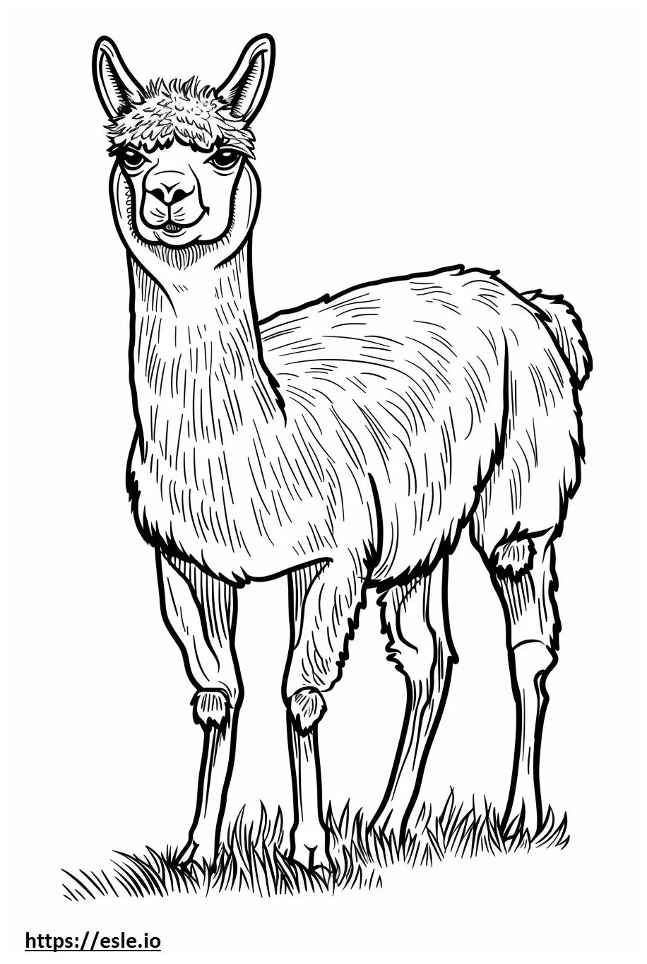 Alpaca baby coloring page