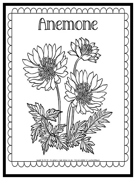 Anemone flower coloring page