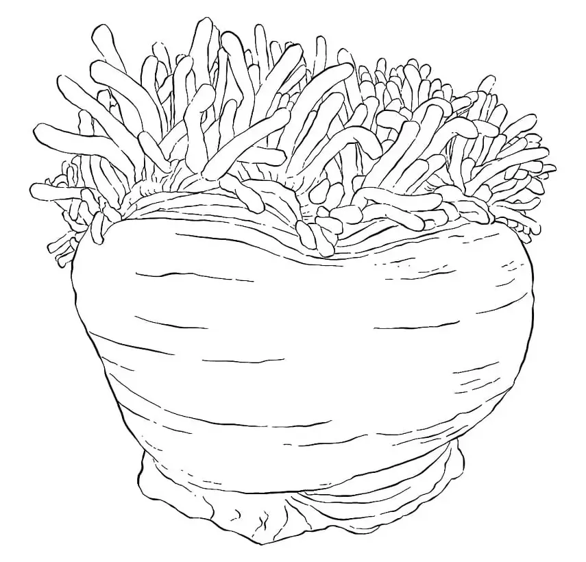 Sea Anemone Coloring Page