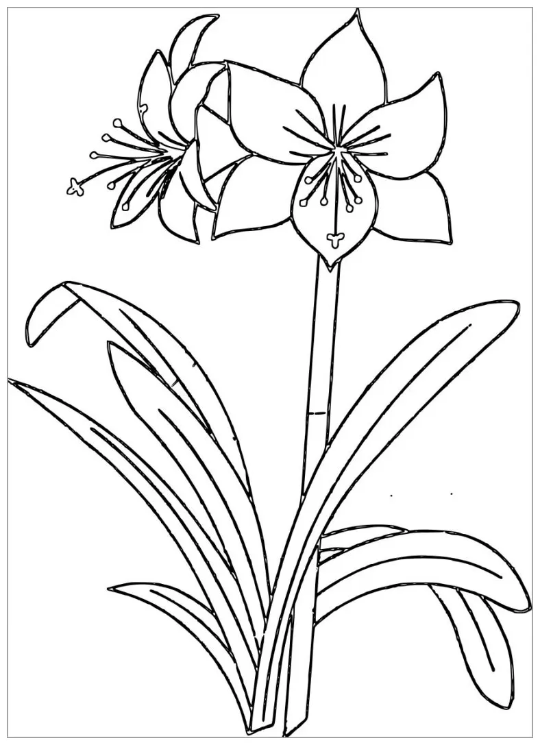 Anemone Coloring Pages - ColoringBay