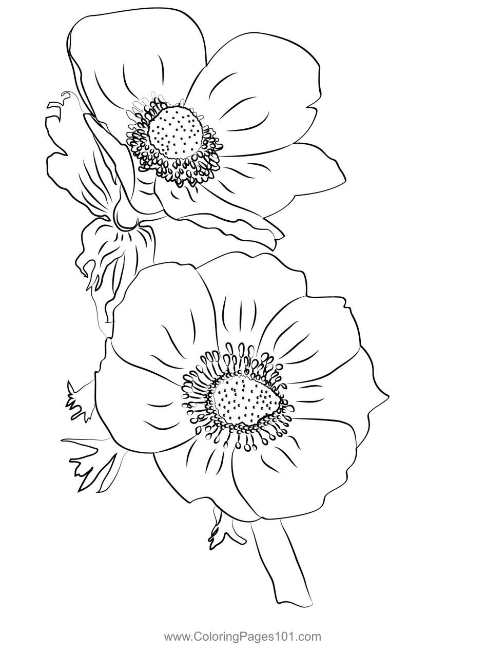 Anemone Coloring Page for Kids - Free Anemone Printable Coloring Pages