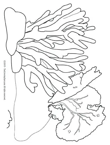 Anemone Coloring Page at GetColorings.com | Free printable colorings