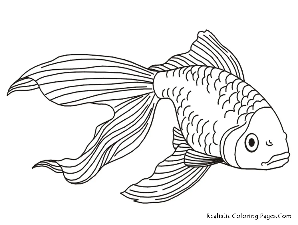 Anemone coloring page at getcolorings free printable colorings