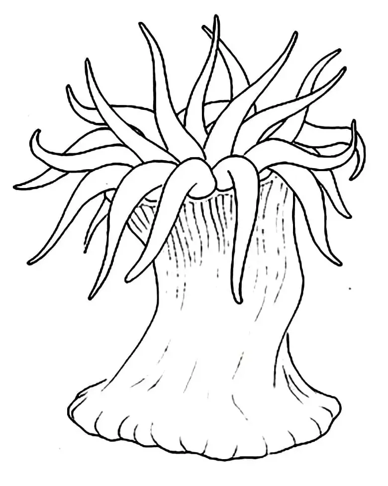 Sea anemone coloring page