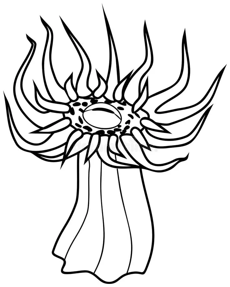 Sea anemone with tentacles coloring page stock vector illustration of