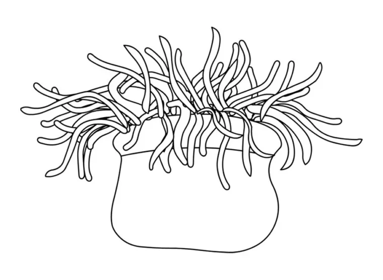Sea anemone coloring page