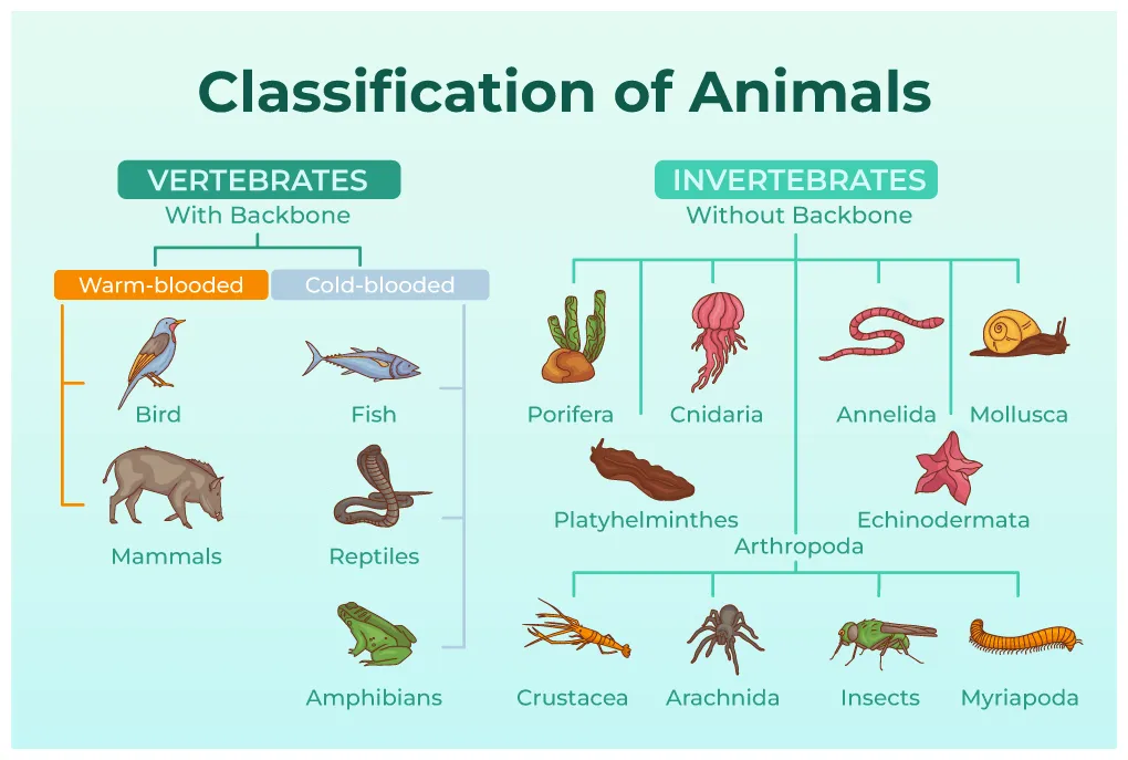 Animal kingdom 5 types at miguel sanders blog