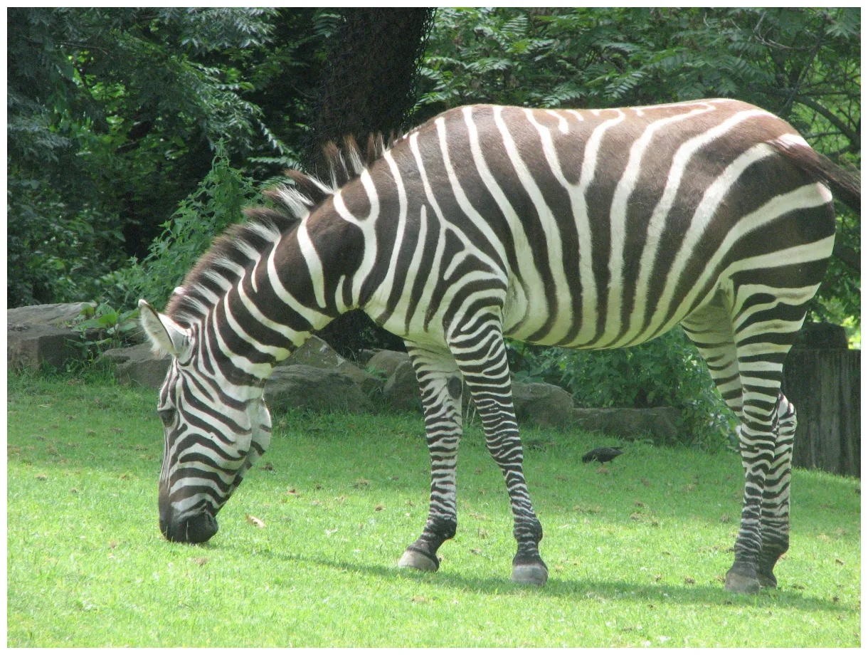 Animal pictures 2013 zoo animals pictures printable coloring page