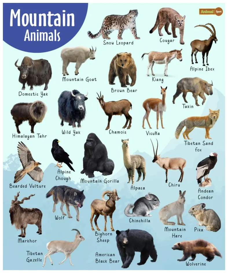 Mountain animals list, altitude, adaptations, pictures