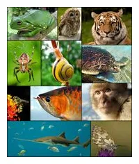 Animal — wikimini, l’encyclopédie pour enfants