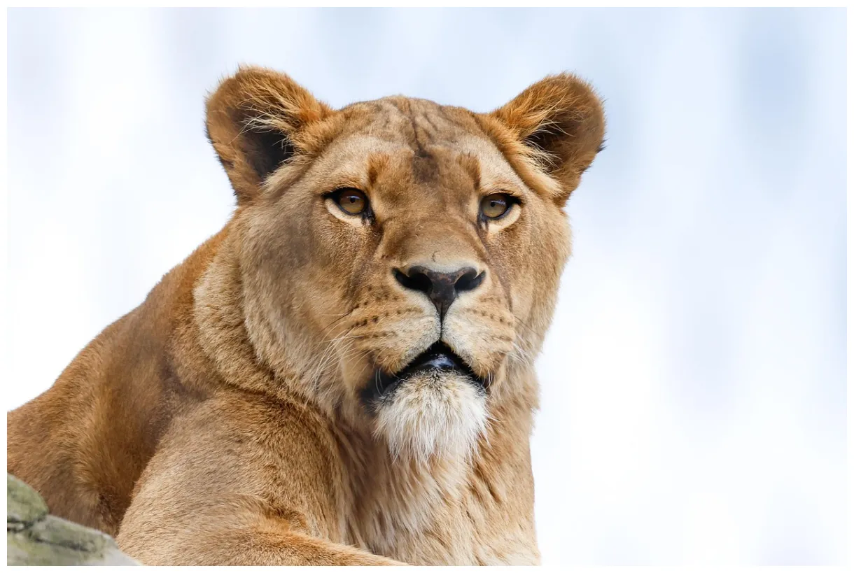 300,000+ free moulée animal & animal s pixabay