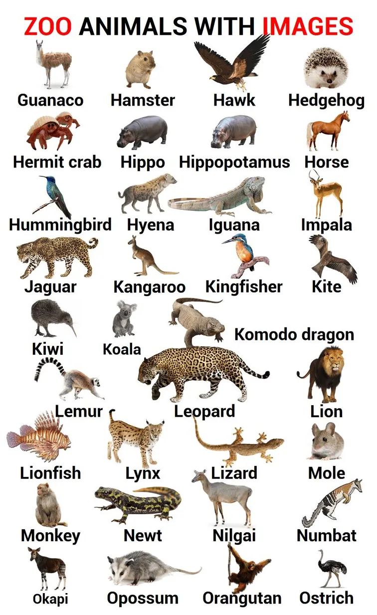 Zoo animals list, zoo animals names, rare animals, animals and pets