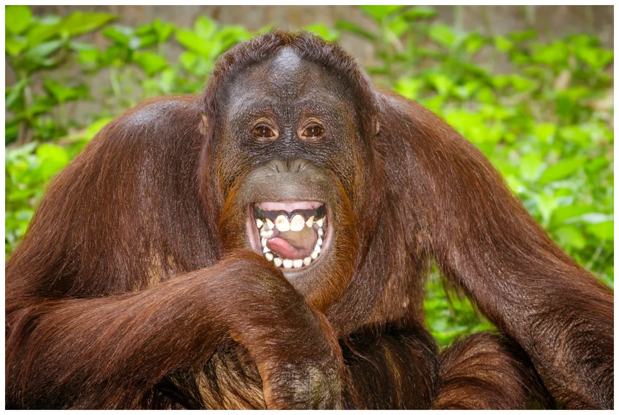 Comme nous le monde des animaux