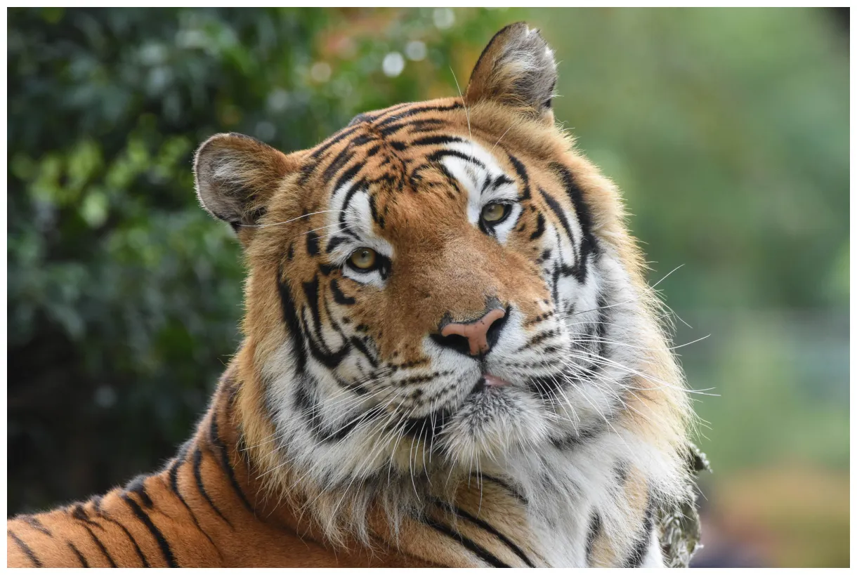 Nos animaux zoo amnéville