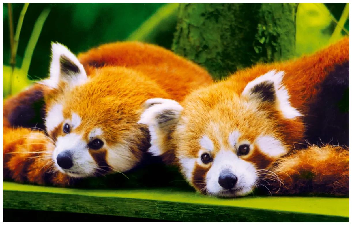 Les animaux en liberté du parc zoo de branféré morbihan bretagne