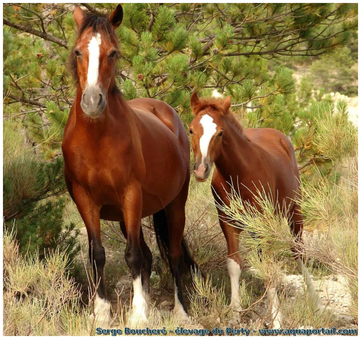Animalia définition et explications
