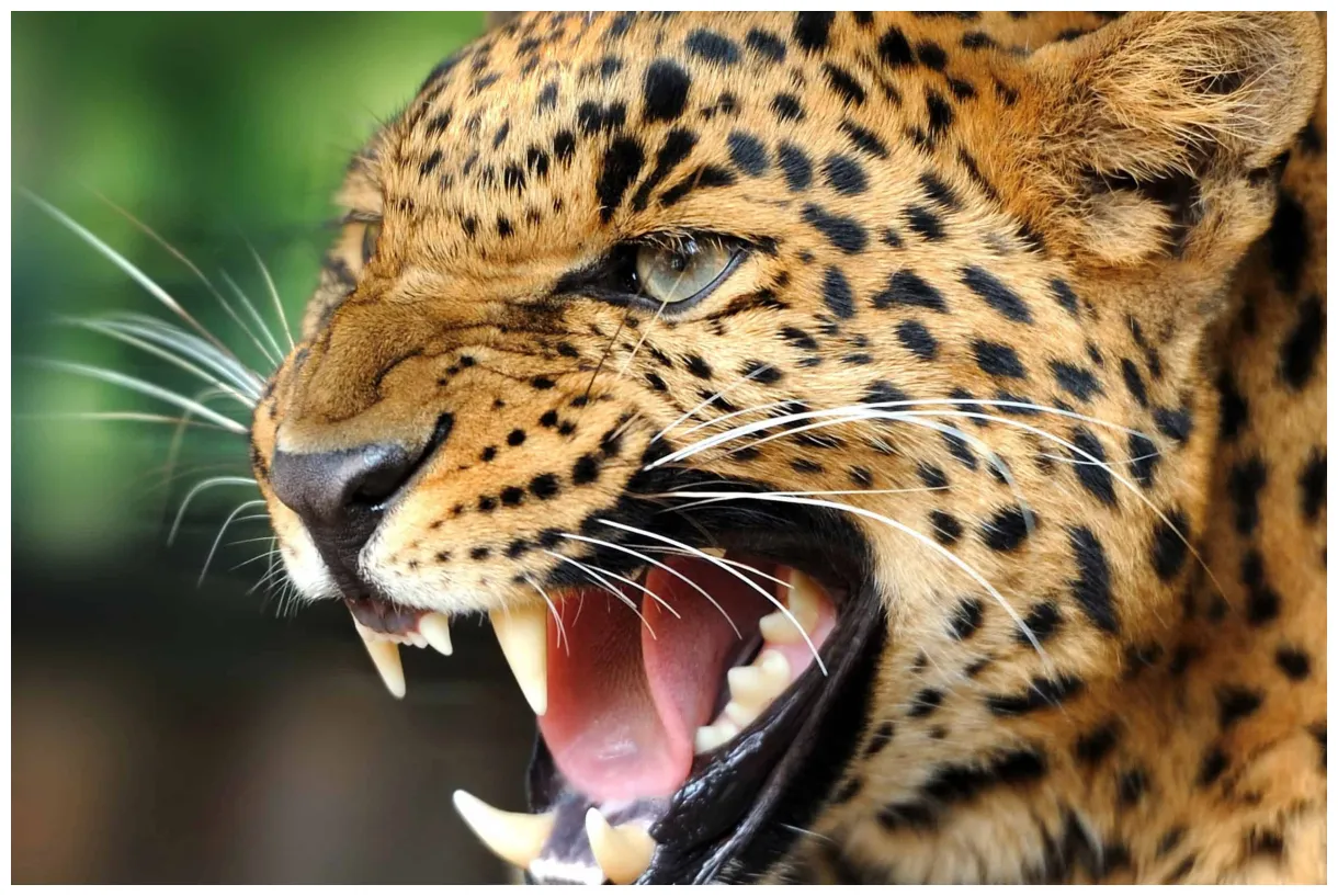 Wild animals pixelstalk