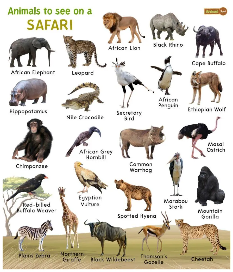 African safari animals facts, list, pictures, chart, and more