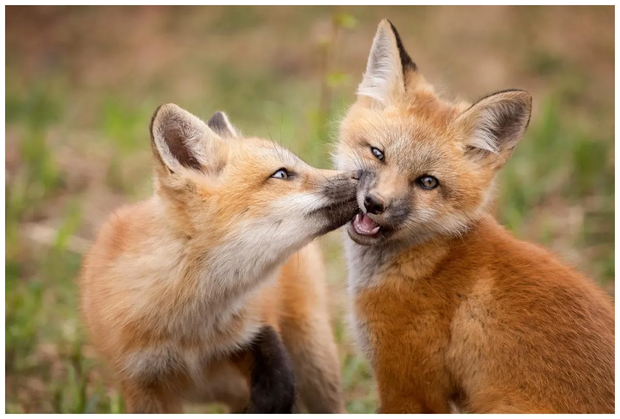 Découvrez des s incroyables d'animaux