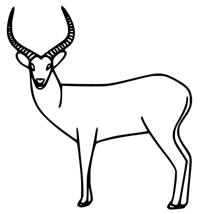 Antelope free coloring page free printable coloring pages for kids printable coloring page