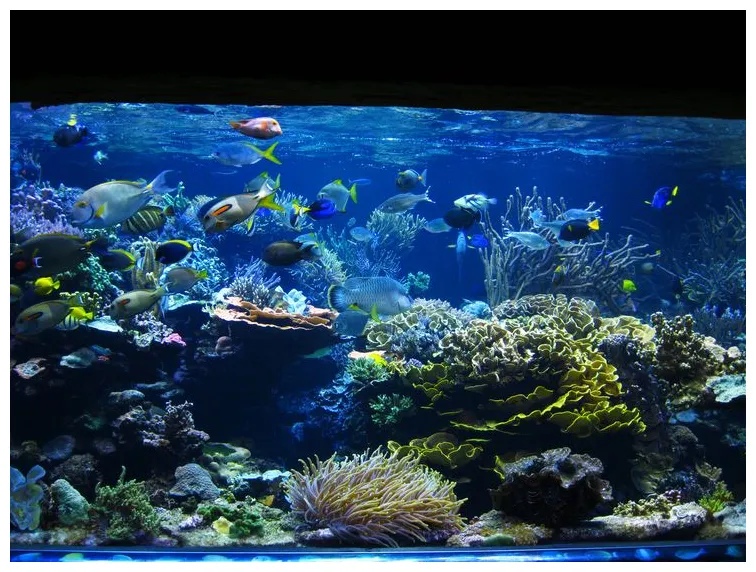 Long Island Reef Aquarium - Left Half