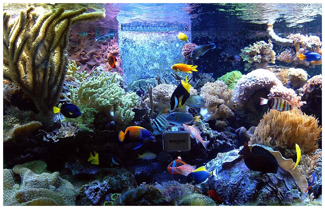 Fish Aquarium - Fishes