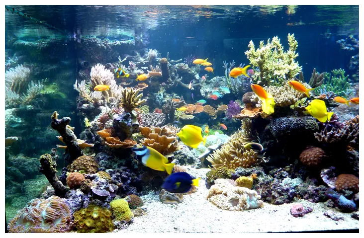 LHS Section | D-D The Aquarium Solution