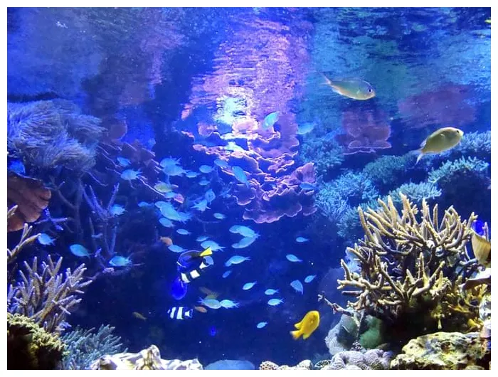 Blue Coral Aquarium | Explore A Wide Range Of Water Species!