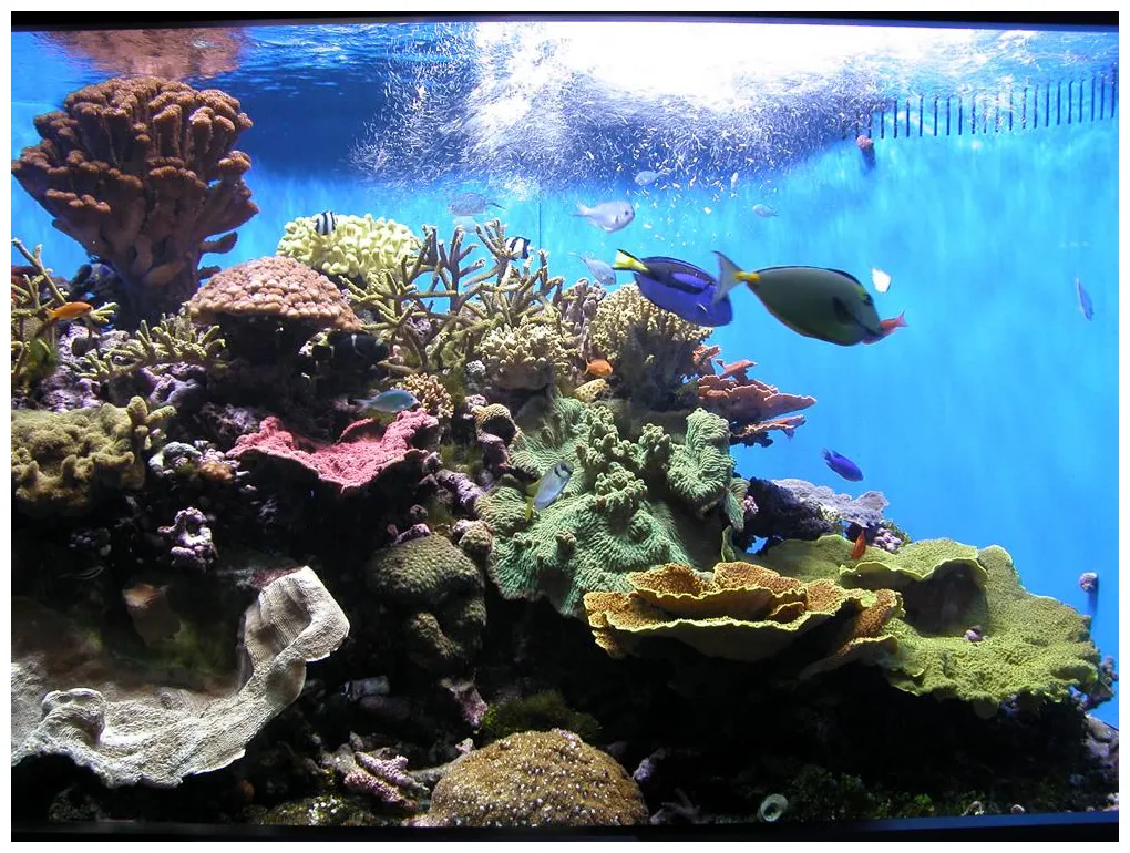 Filtered Water for Aquariums - RO & Deionized Water