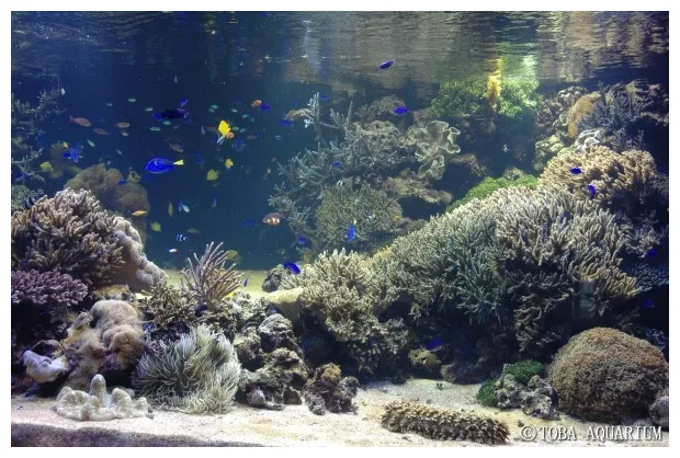 サンゴ水槽、15年目を迎えます | 鳥羽水族館 飼育日記