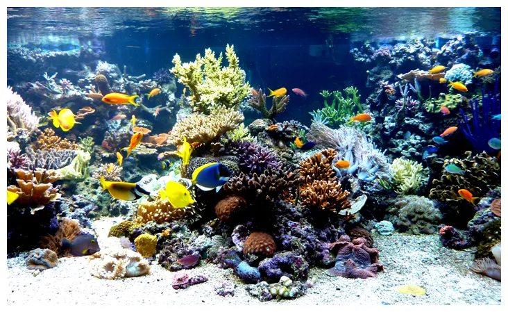 Centre Section | D-D The Aquarium Solution