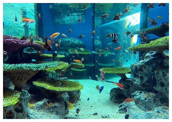 サンゴ礁の海－【公式】淡水魚水族館の栃木県なかがわ水遊園