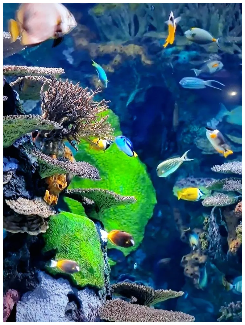 Aquarium fish pet, pets, animals