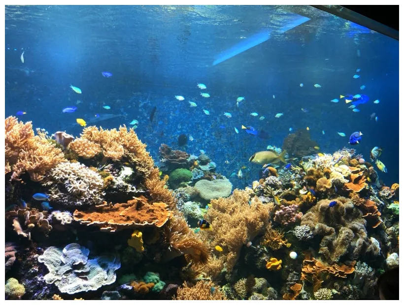 海水魚飼育を始めよう！必要器具や立ち上げ手順、飼育のコツなど fish paradise