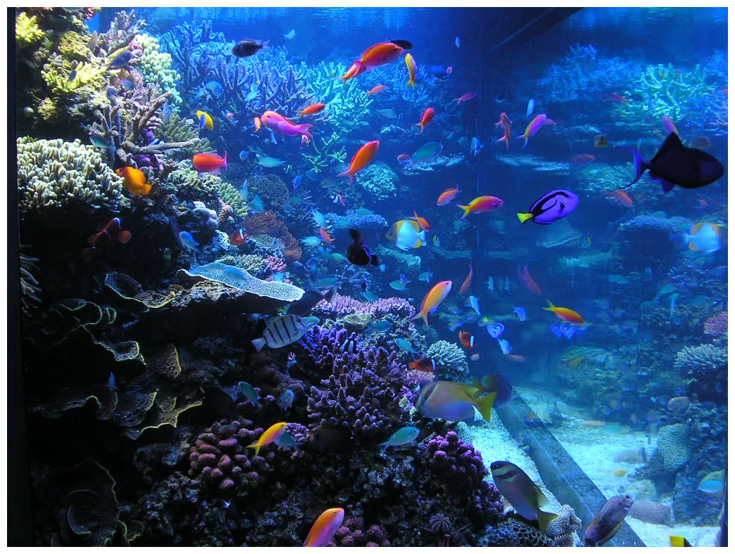 Monterey bay aquarium trivia the enchanted manor